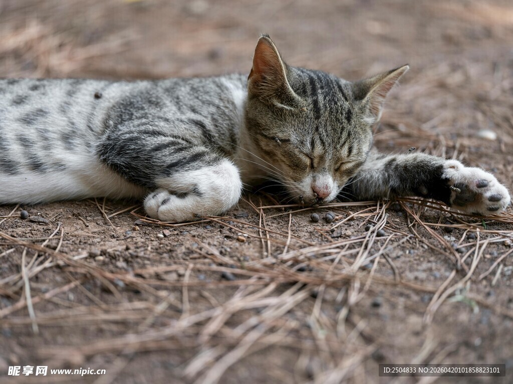趴着休息的斑纹小猫