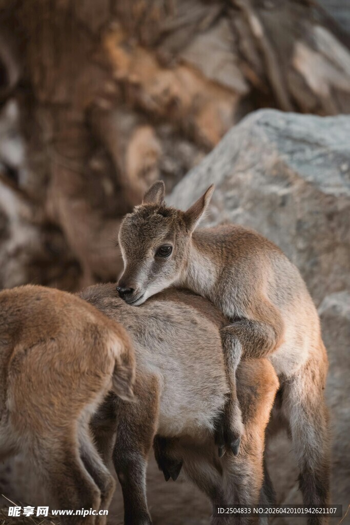 岩石间亲昵的两只山羊
