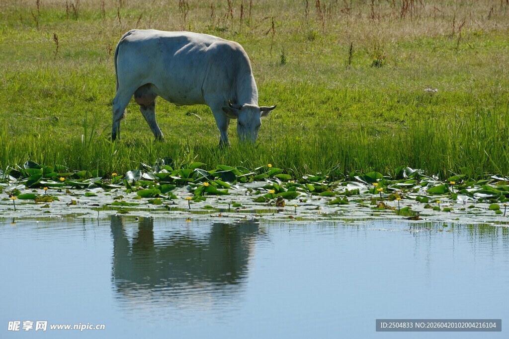 湖畔吃草牛 悠然田园景