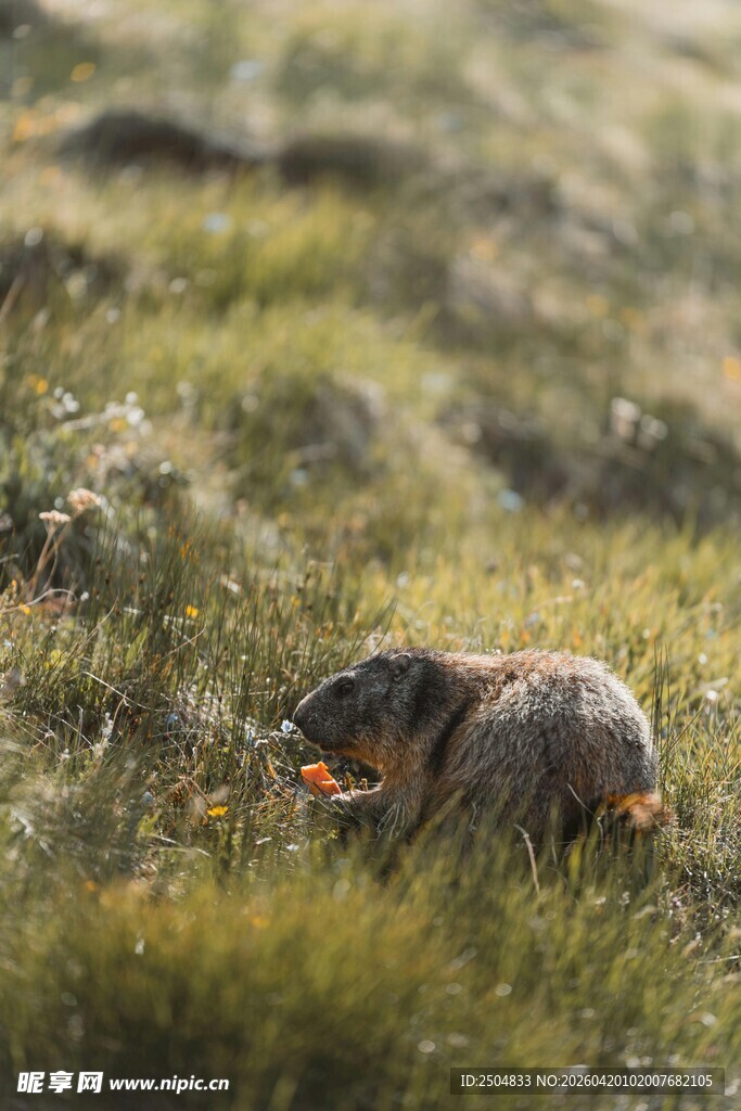 草地上的土拨鼠