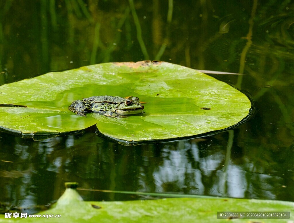 荷叶上的青蛙