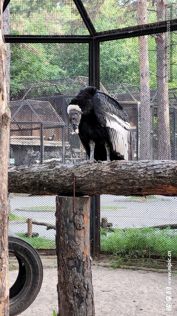 黑猩猩坐于木杆上