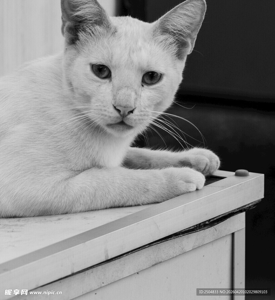 趴在柜子上的可爱猫咪