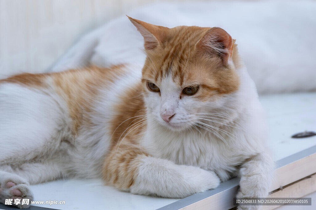 慵懒猫咪趴卧在舒适角落