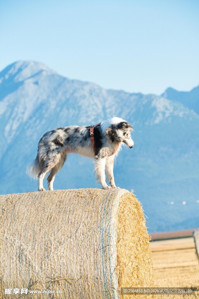 站在草垛上眺望的狗狗