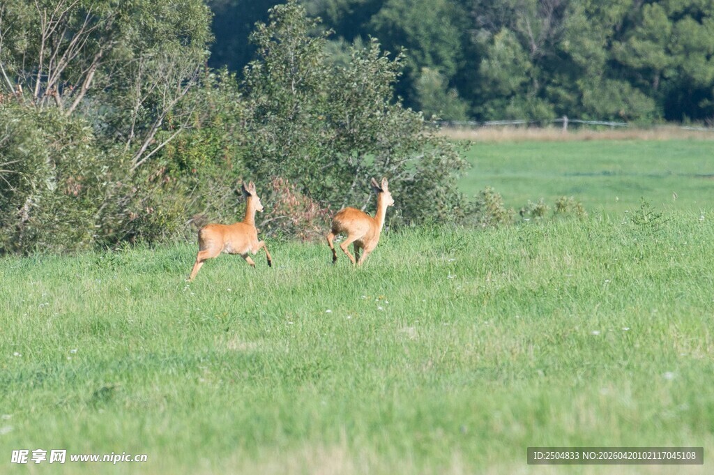 草地上的两只小鹿