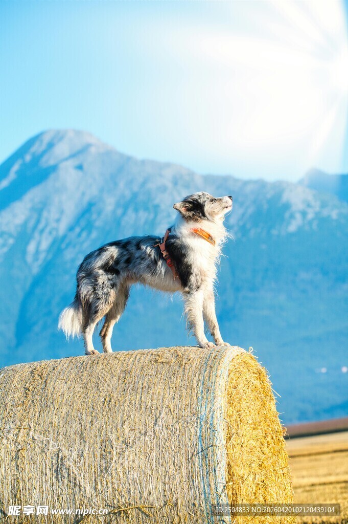 高山下立在石上的帅气狗狗