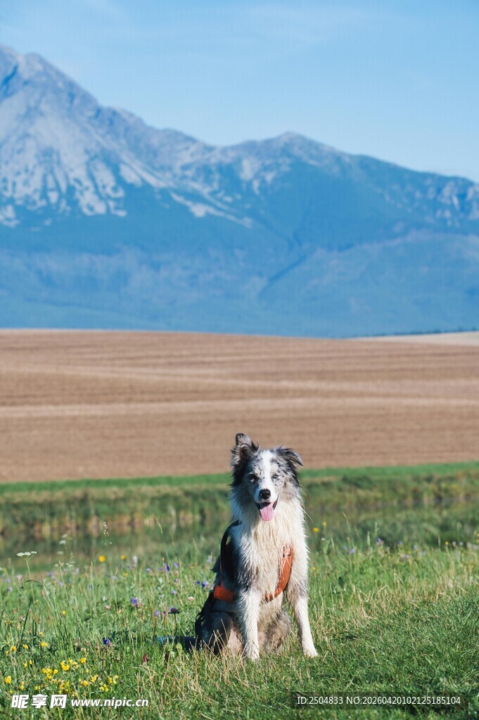草原上的狗狗眺望远方
