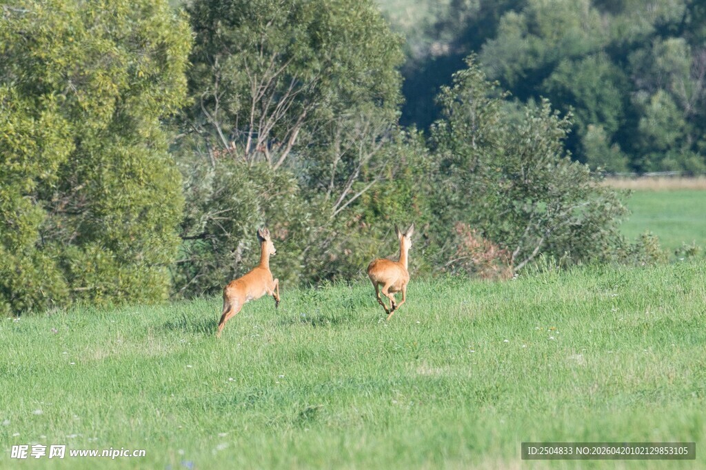 草原上奔跑的几只小鹿