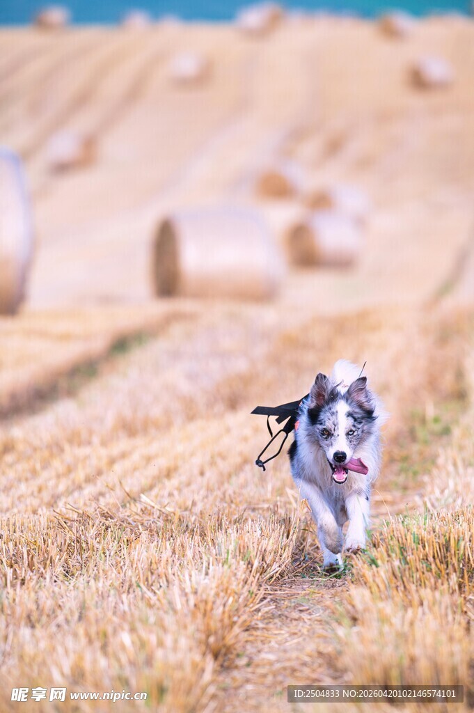 田野上奔跑的快乐小狗