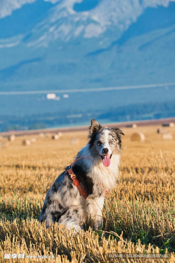 草原上的可爱牧羊犬