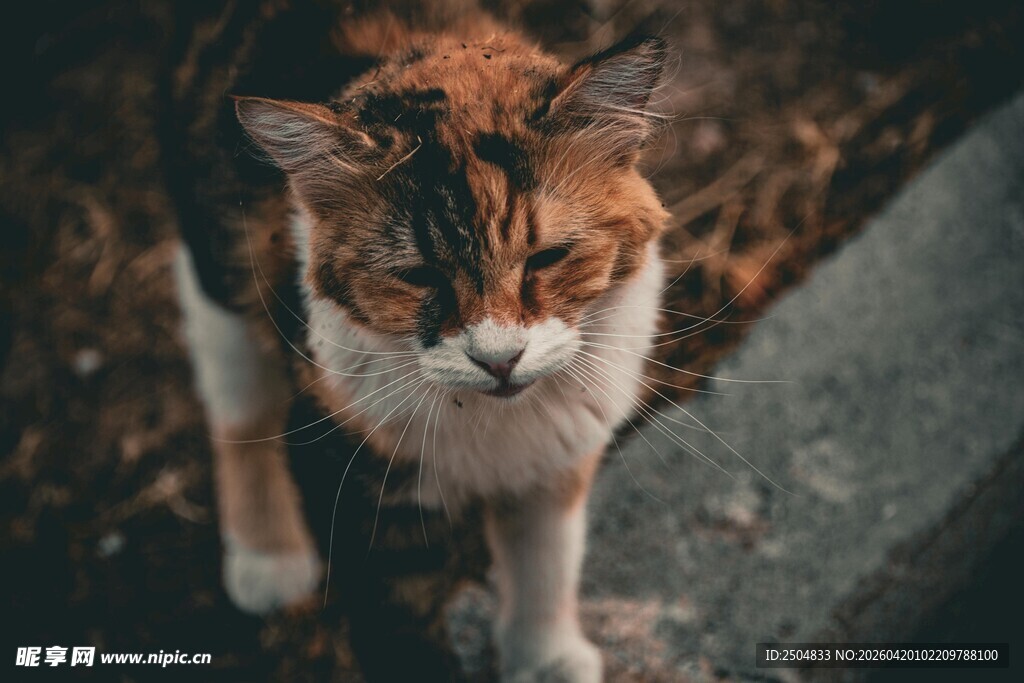 三色猫咪户外可爱模样
