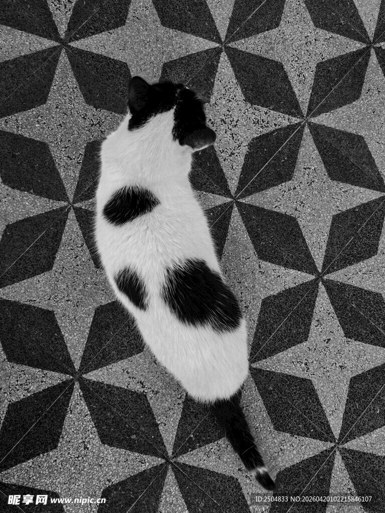 黑白斑点猫俯视视角图
