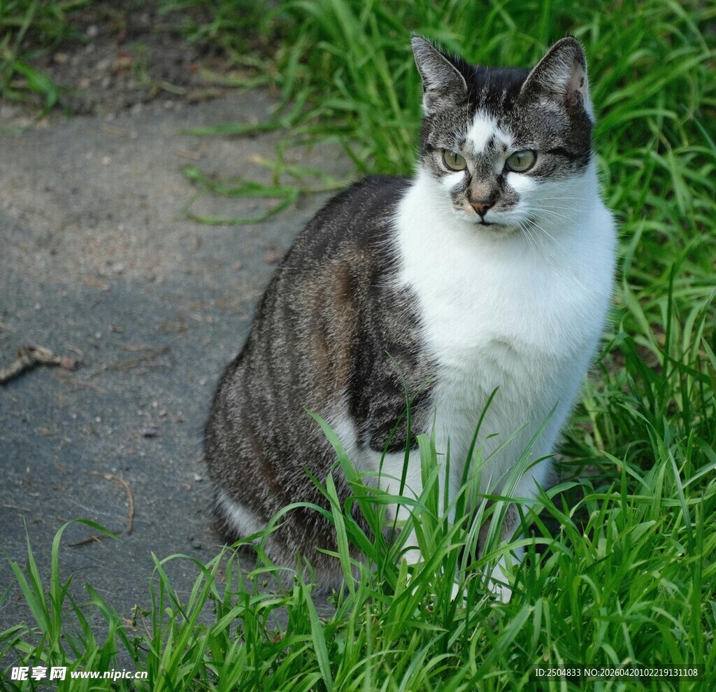 灰白猫咪坐于翠绿草地