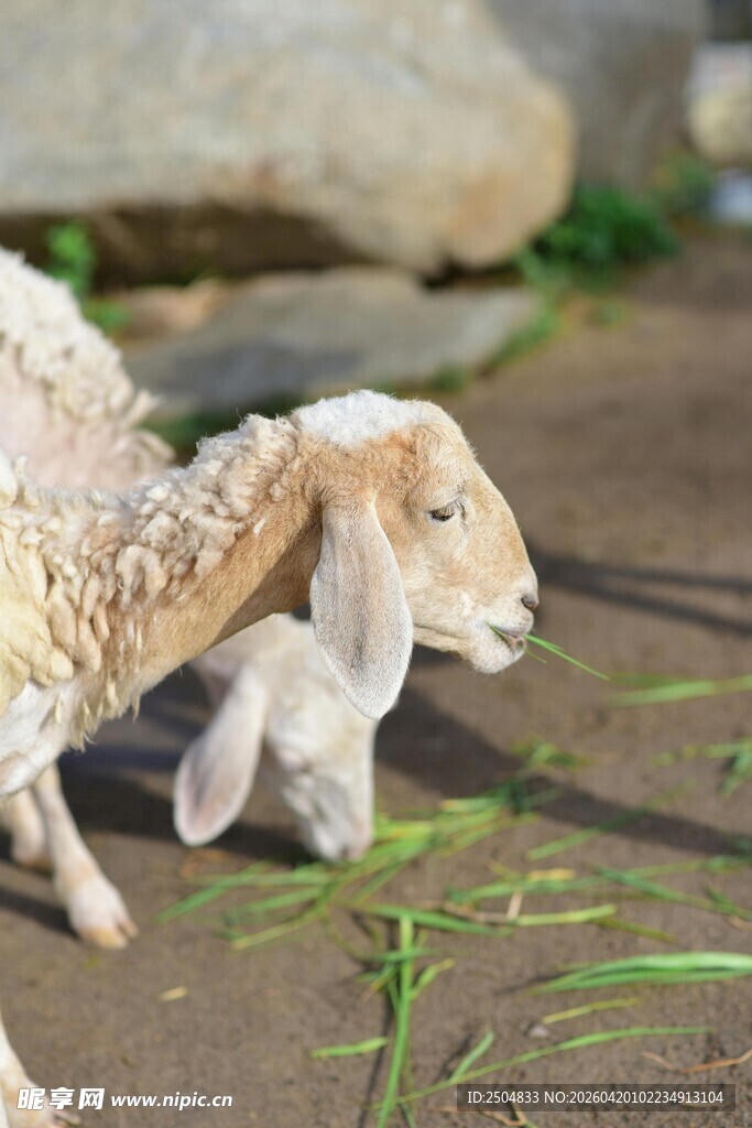 小羊低头吃嫩绿青草
