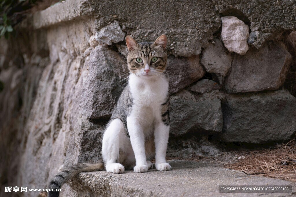 石墙边的可爱猫咪