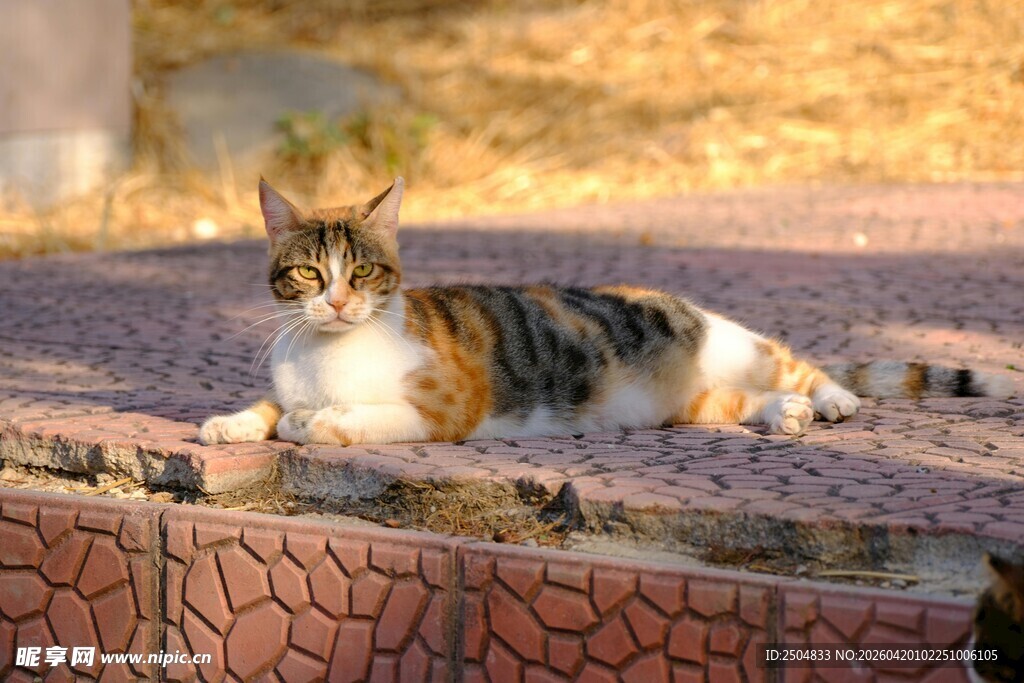 阳光下休憩的三色猫咪