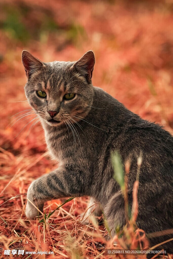 秋日中漫步的灰猫