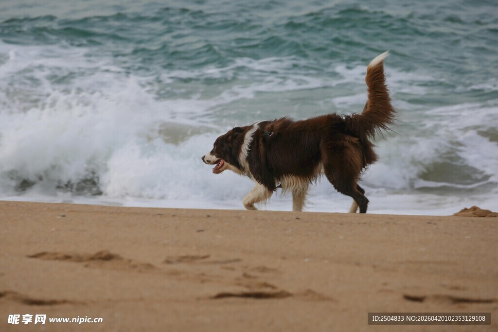 沙滩上奔跑的快乐狗狗
