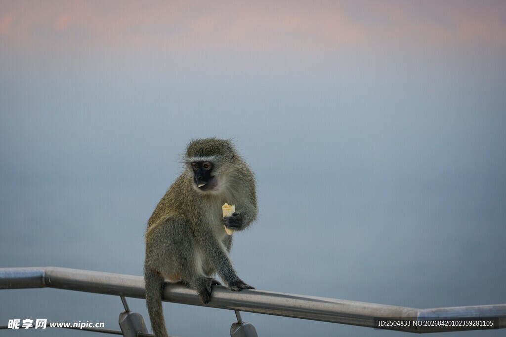 栏杆上的猴子
