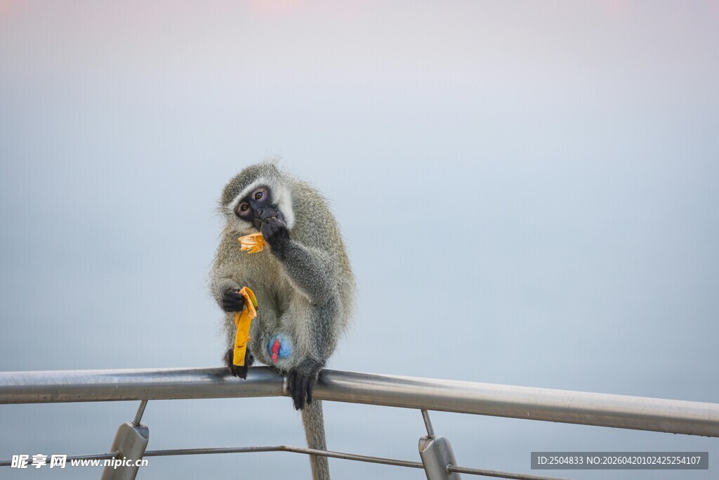 猴子坐栏杆上整理毛发