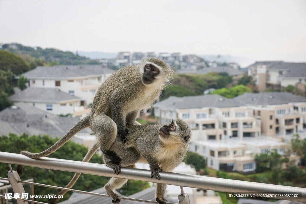 阳台栏杆上的两只猴子