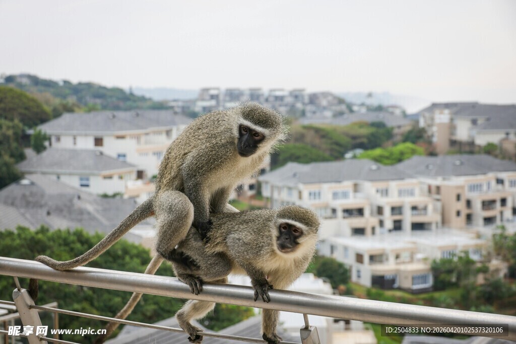 栏杆上玩耍的两只猴子