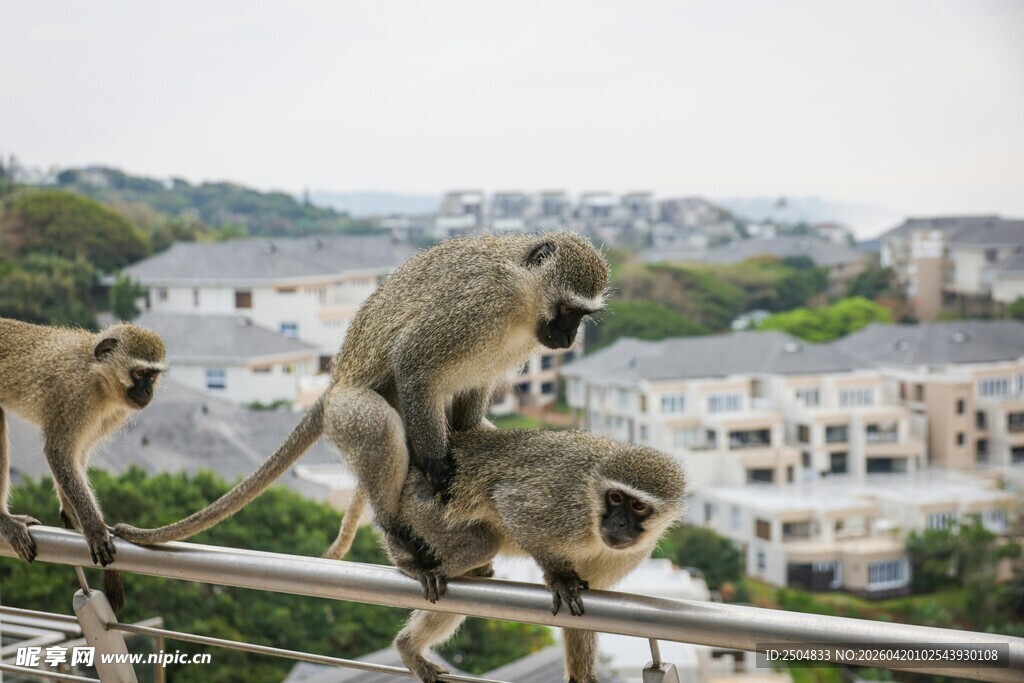 栏杆上的几只猴子