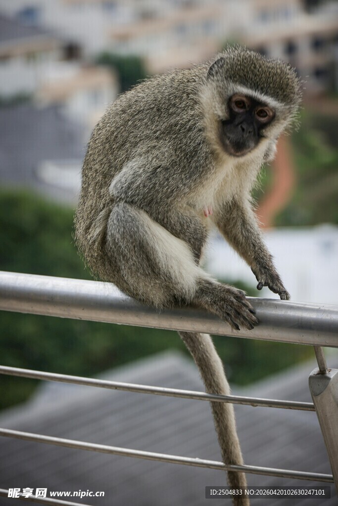 栏杆上的猴子