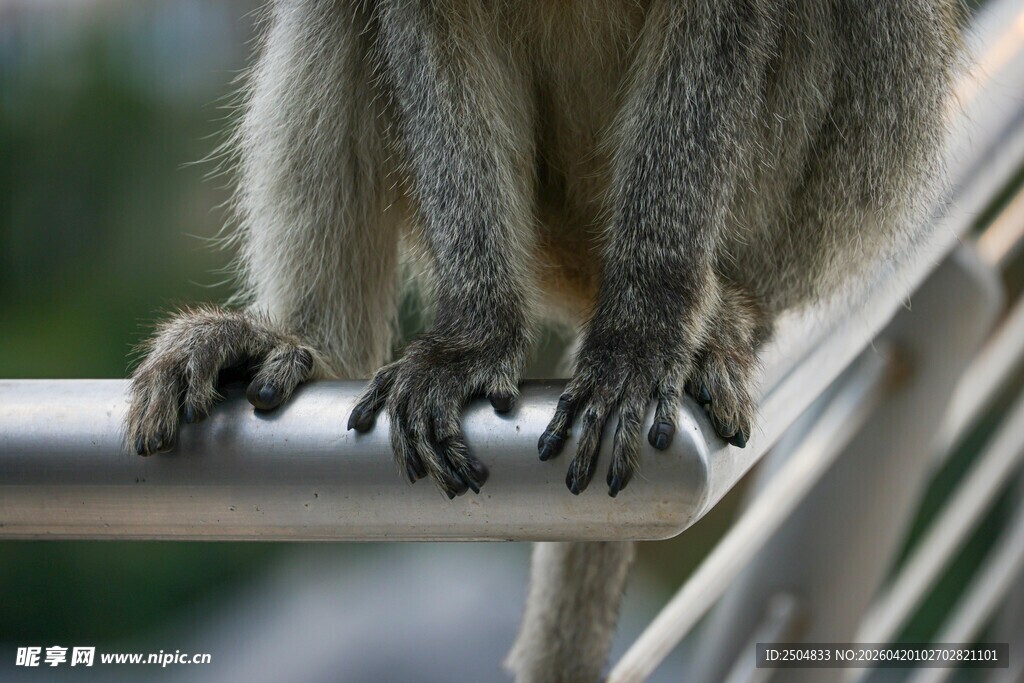 猴子抓握栏杆的特写