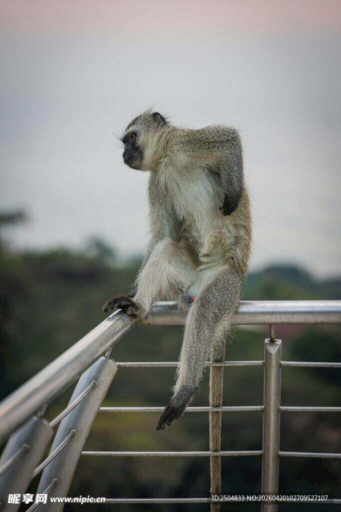 栏杆上的猴子