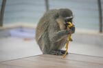 猴子专注吃香蕉瞬间