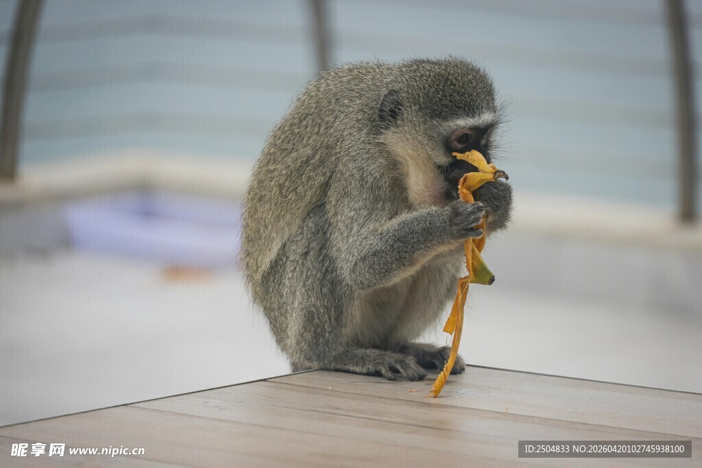 猴子专注吃香蕉瞬间