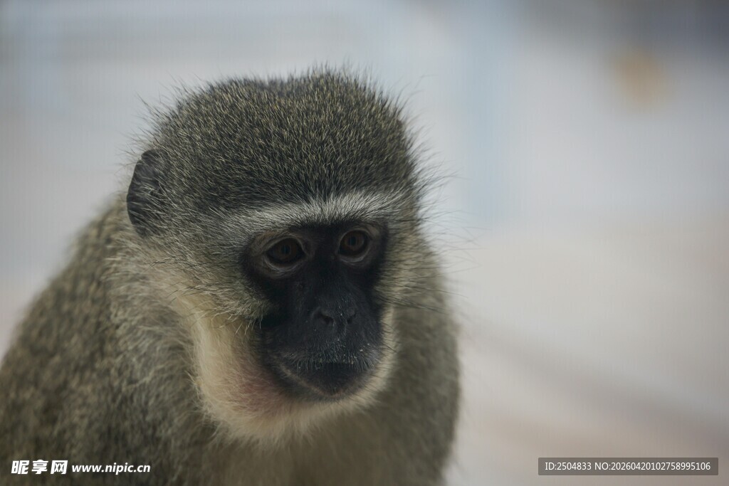 一只猴子的特写