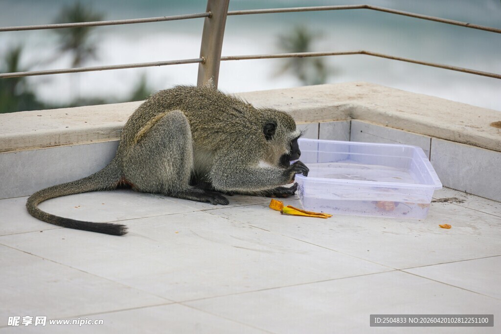 猴子在进食塑料盒食物