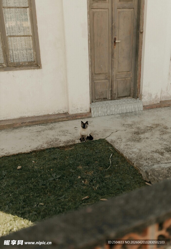 室内一角的绿植与猫咪