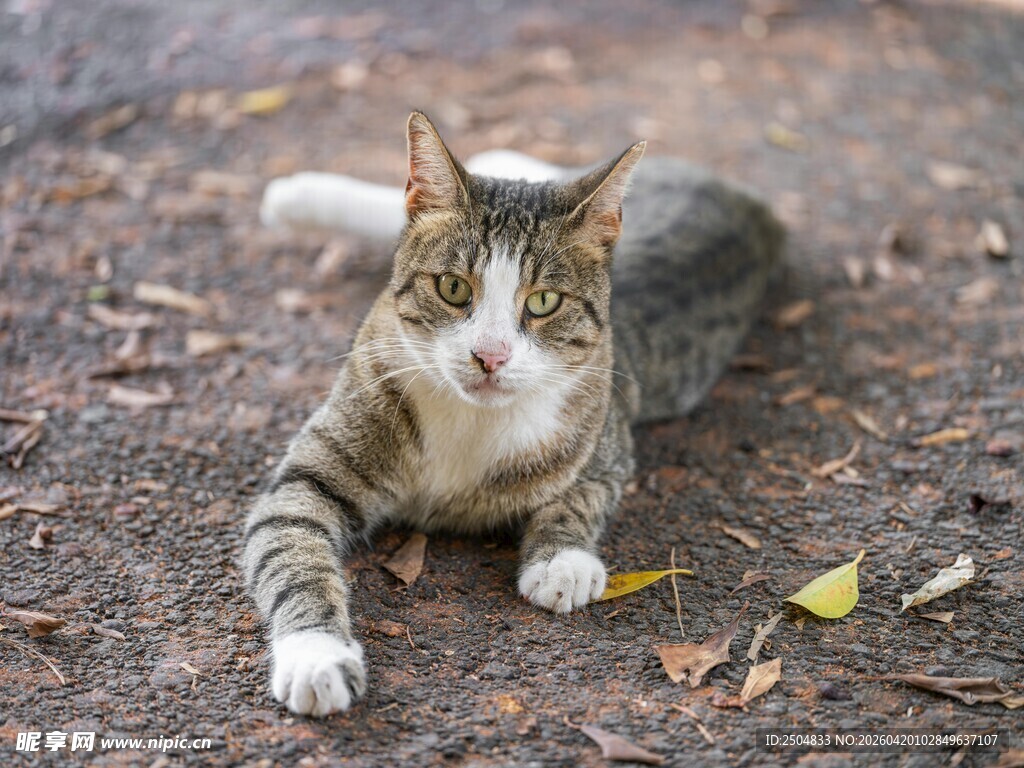 趴在地上的条纹猫咪