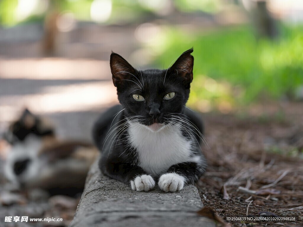 黑白猫咪趴于石边