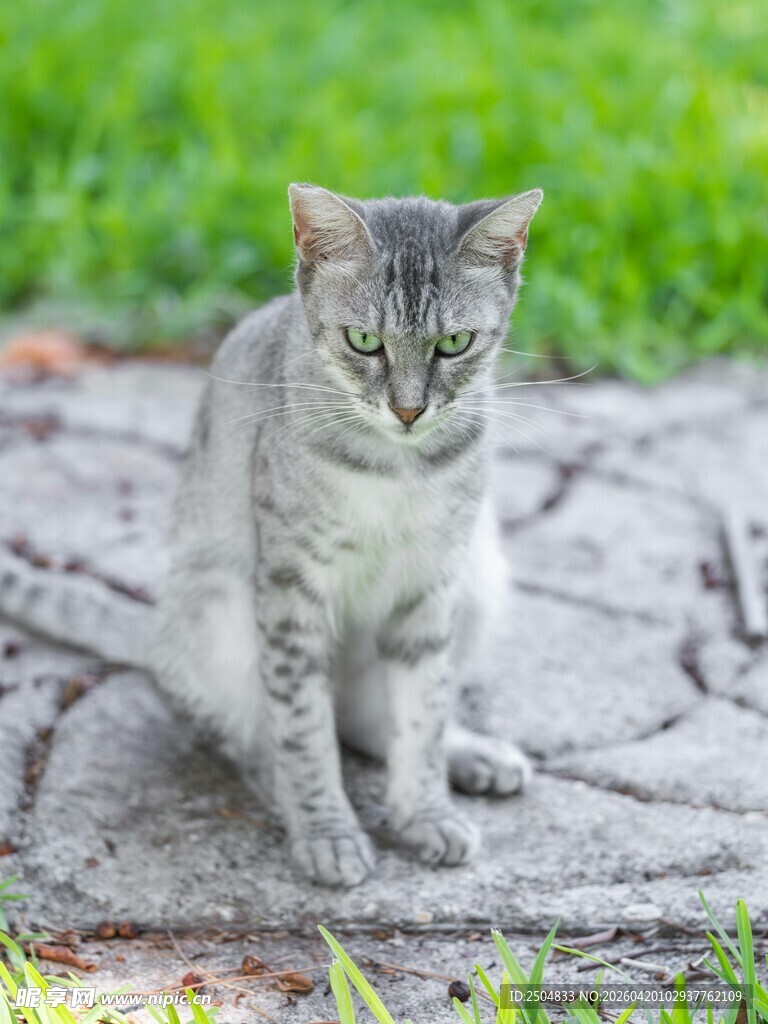 灰猫坐于石径绿草间