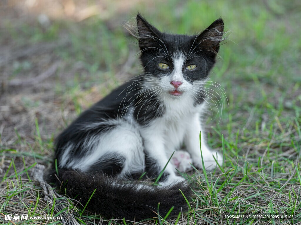黑白小猫坐于翠绿草地上