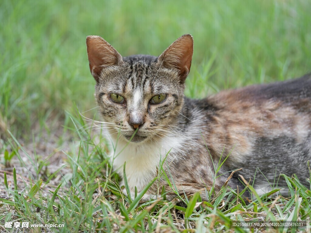 草地上的斑纹猫咪