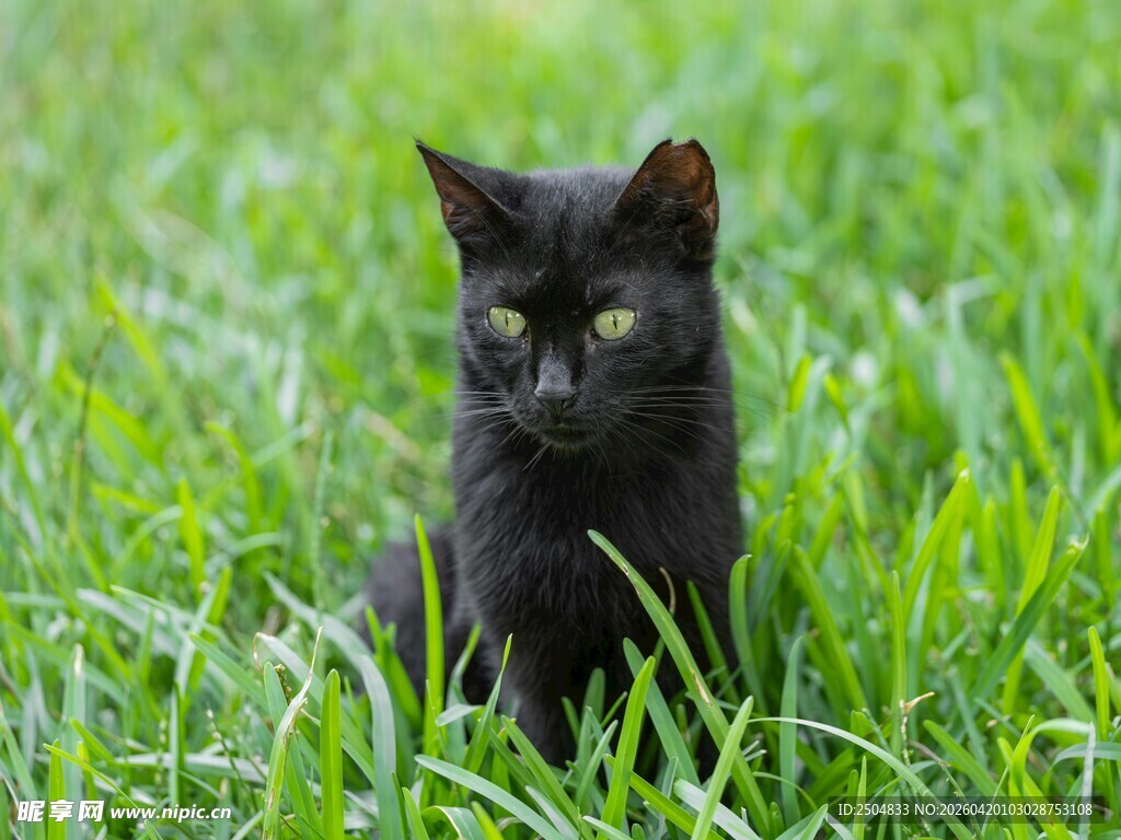 草地上的小黑猫