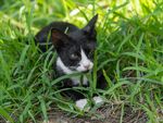 黑白小猫卧于翠绿草丛中