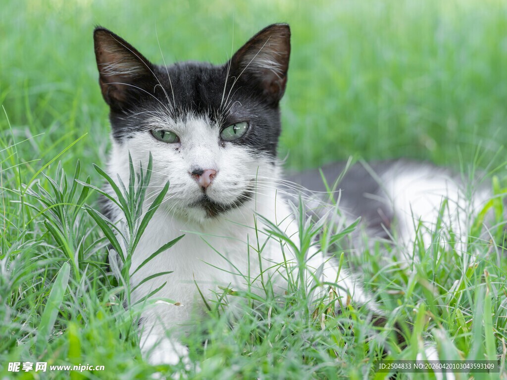 黑白猫咪惬意躺于草地