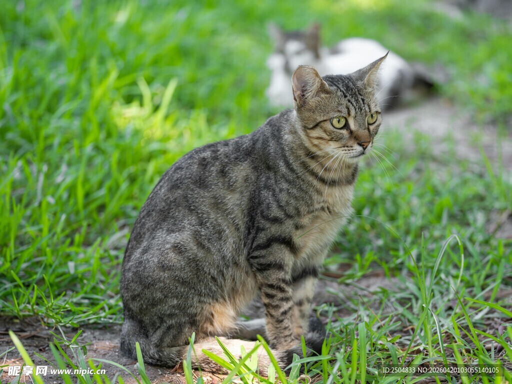 草地上的狸花猫