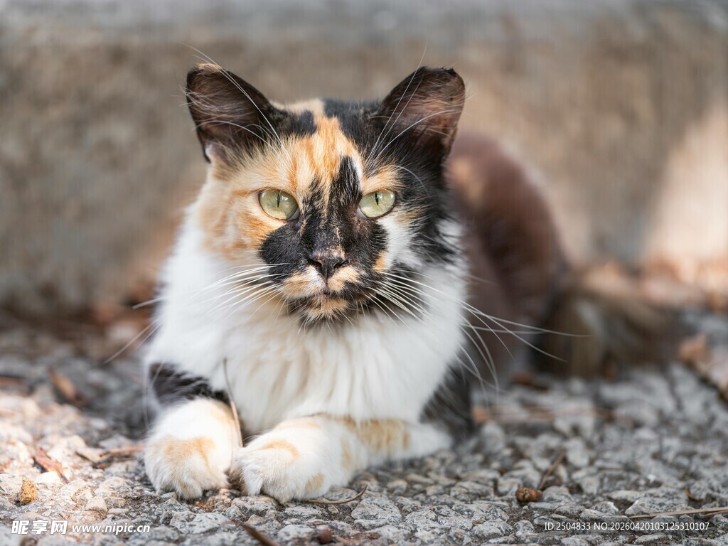 三色花猫趴卧在碎石上