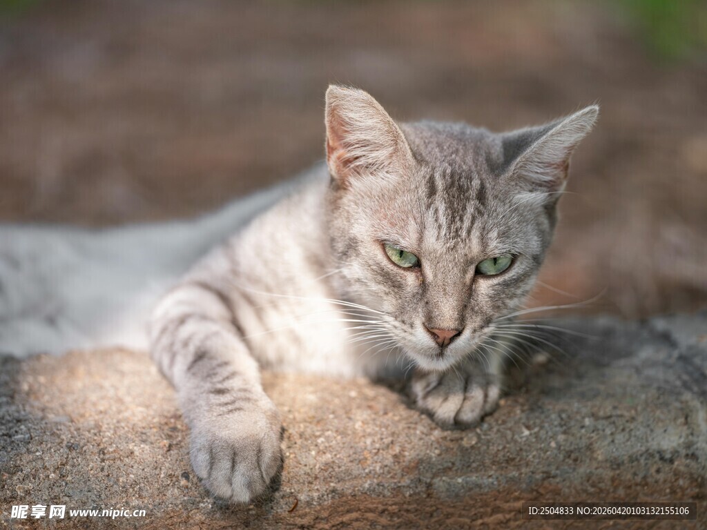 慵懒猫咪惬意趴卧