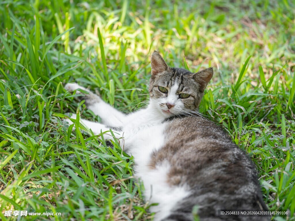 草地上悠闲躺卧的猫咪