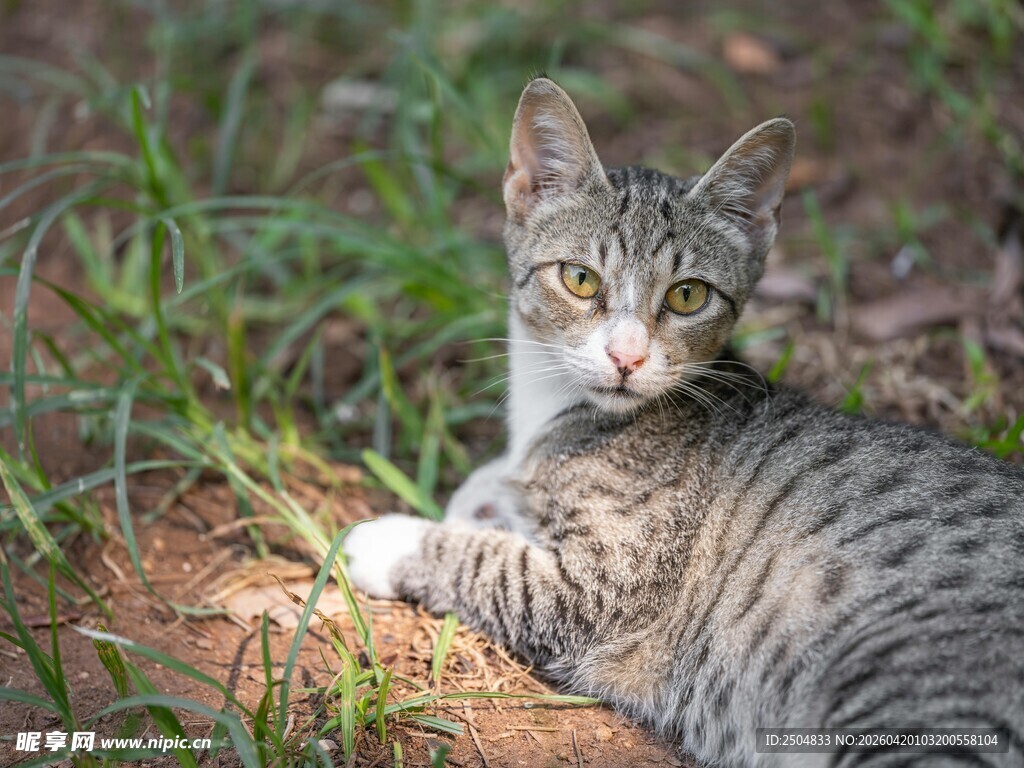 草地上的斑纹小猫