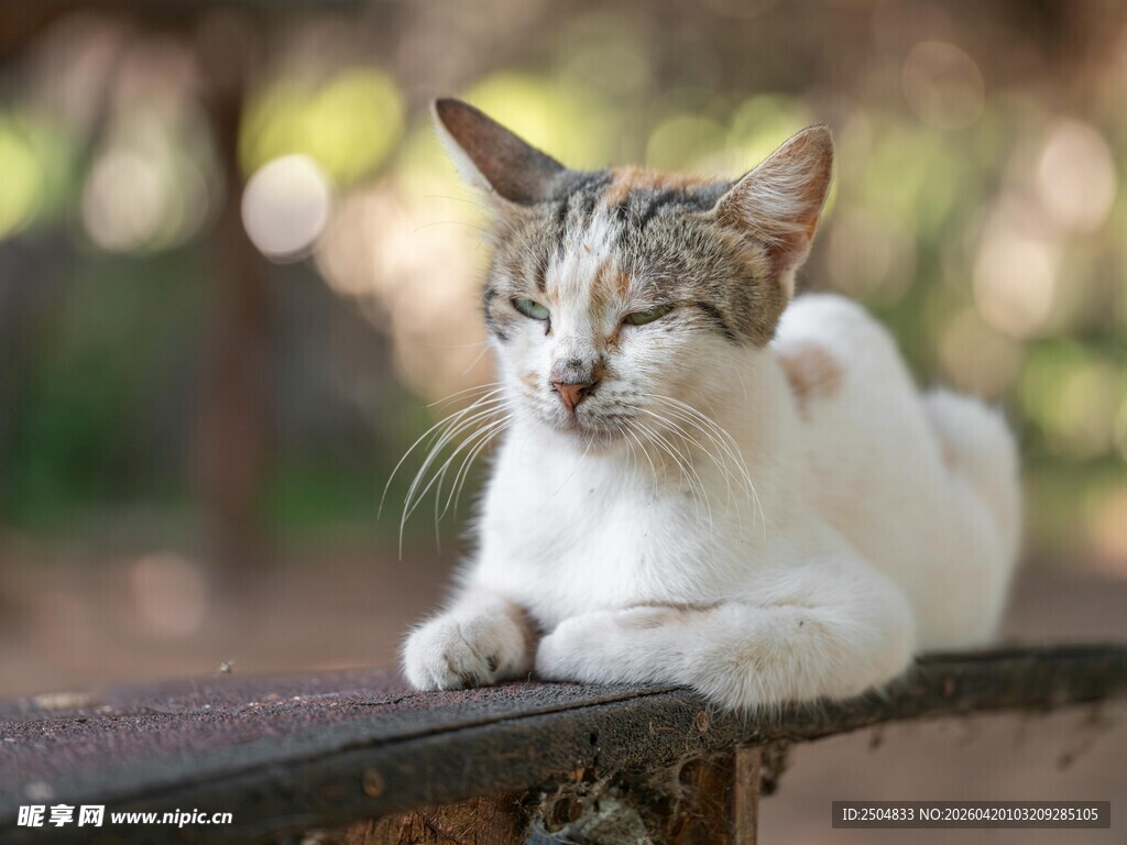 慵懒猫咪惬意趴木栏